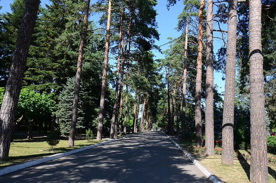 Аллея Тысячи сосен