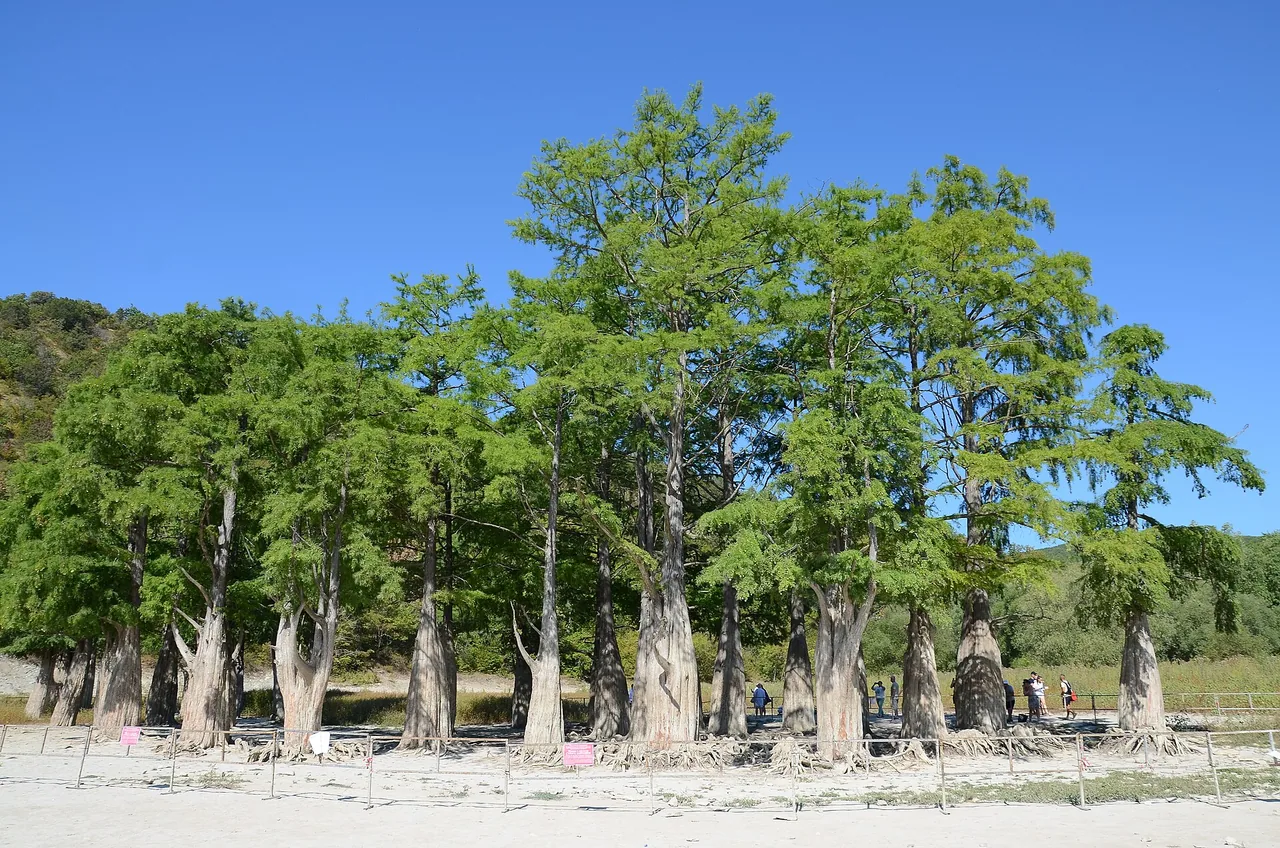 32 болотных кипариса