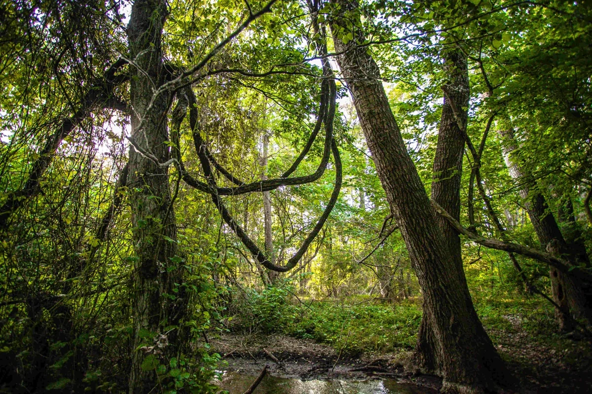 Самурский лес