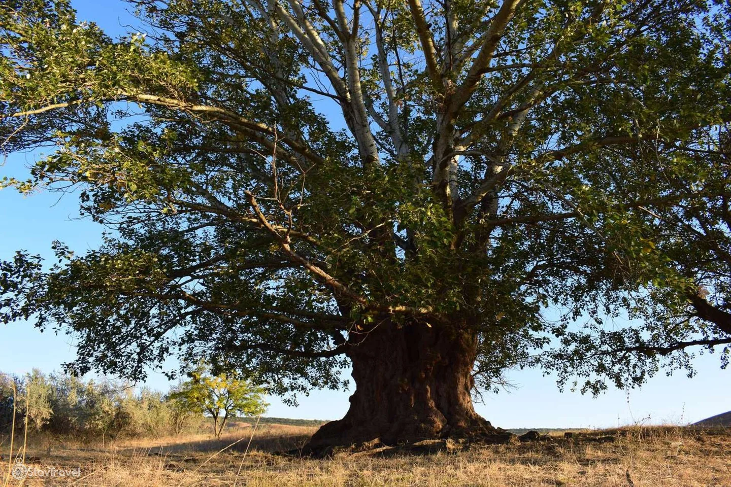 Баобаб