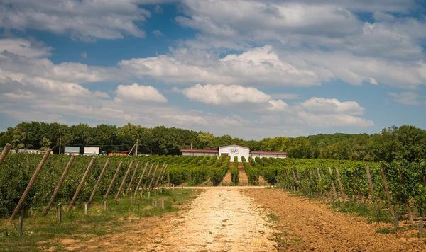 Винодельня Gunko Winery