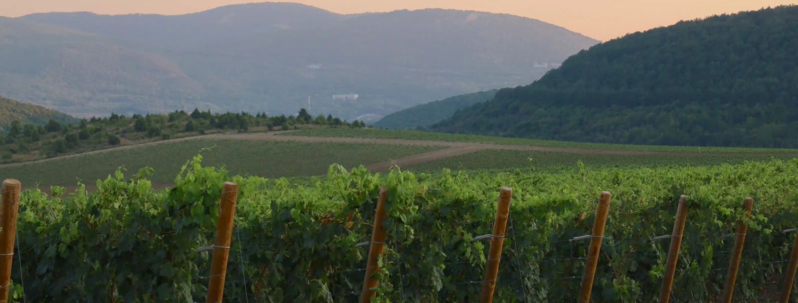 Виноградники Plotnikov Winery