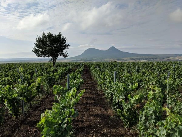 Винодельня Tempelhof Winery